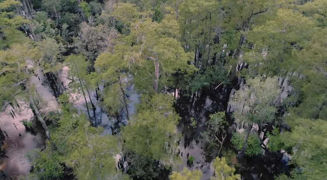 a birds-eye view of the swamp