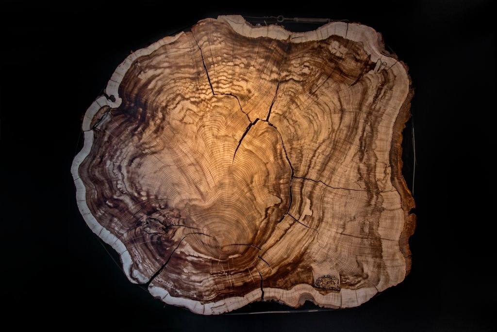 A crossection of a tree