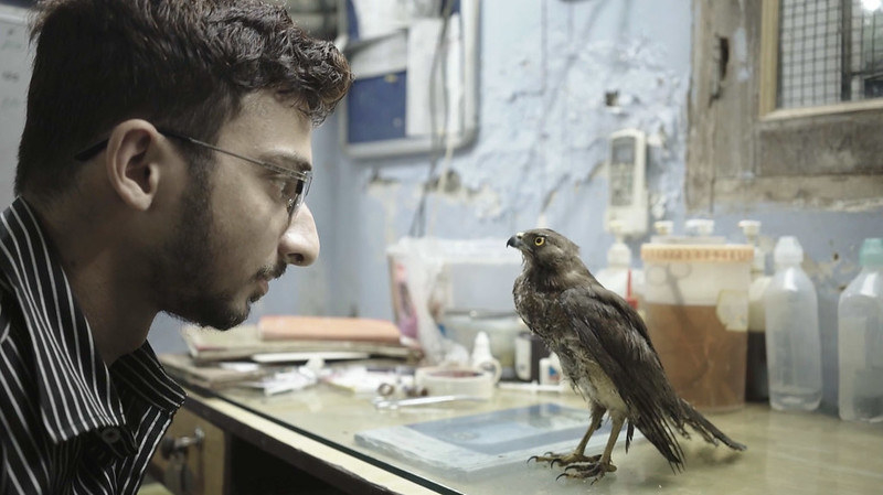 A person at a counter gazes at a bird on it