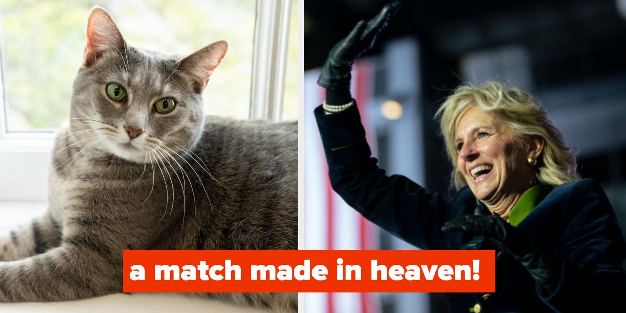 Willow The Cat Has Officially Become A Resident Of The White
House, And You’ll Love The Story Of How The Bidens First Met
Her