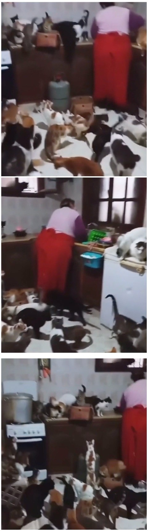 A woman cooking surrounded by many cats