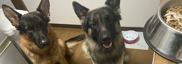 知ってた 警察犬のイメージがあるシェパードにこんな可愛い一面があるってこと