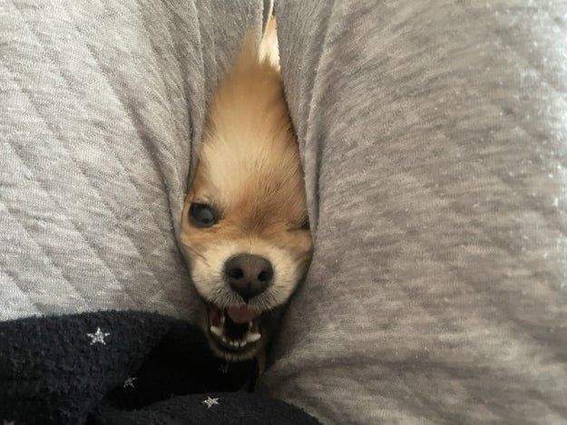 ぐいーーっと顔をくい込ませながら足の間に入ってきた犬が最後に見せたまさかの反応