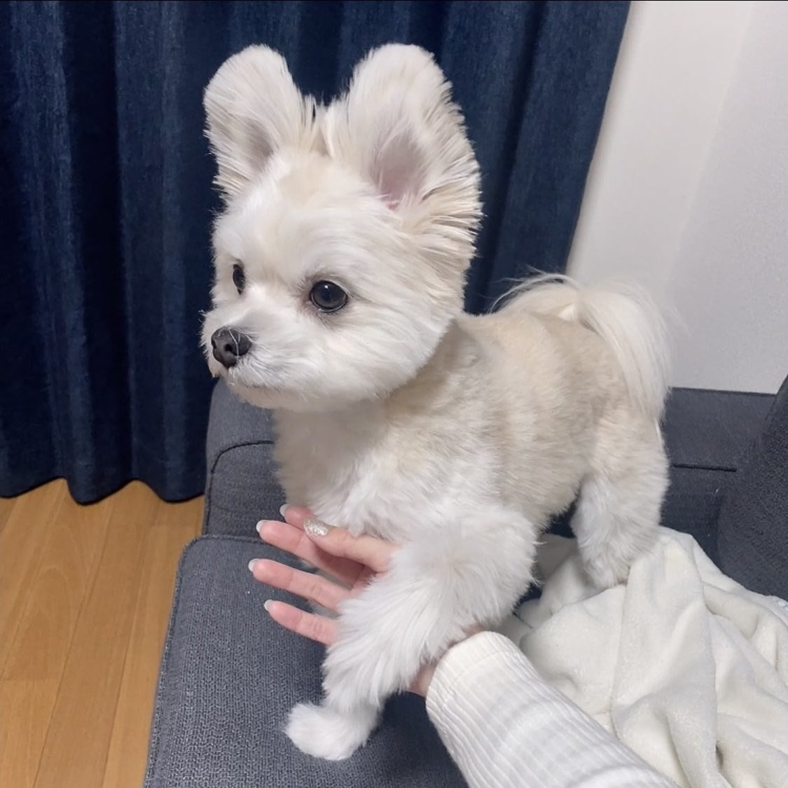犬の耳ってこんな風になるの…？ウサギみたいにスンッと立ったお耳が
