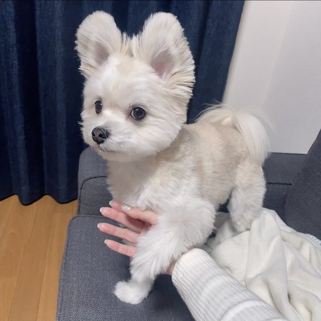犬の耳ってこんな風になるの ウサギみたいにスンッと立ったお耳がすごかった 犬の耳ってこんな風になるの ウサギみたいにスンッと立ったお耳がすごかった