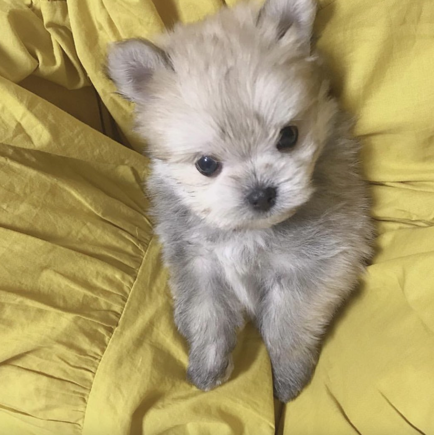 犬の耳ってこんな風になるの ウサギみたいにスンッと立ったお耳がすごかった