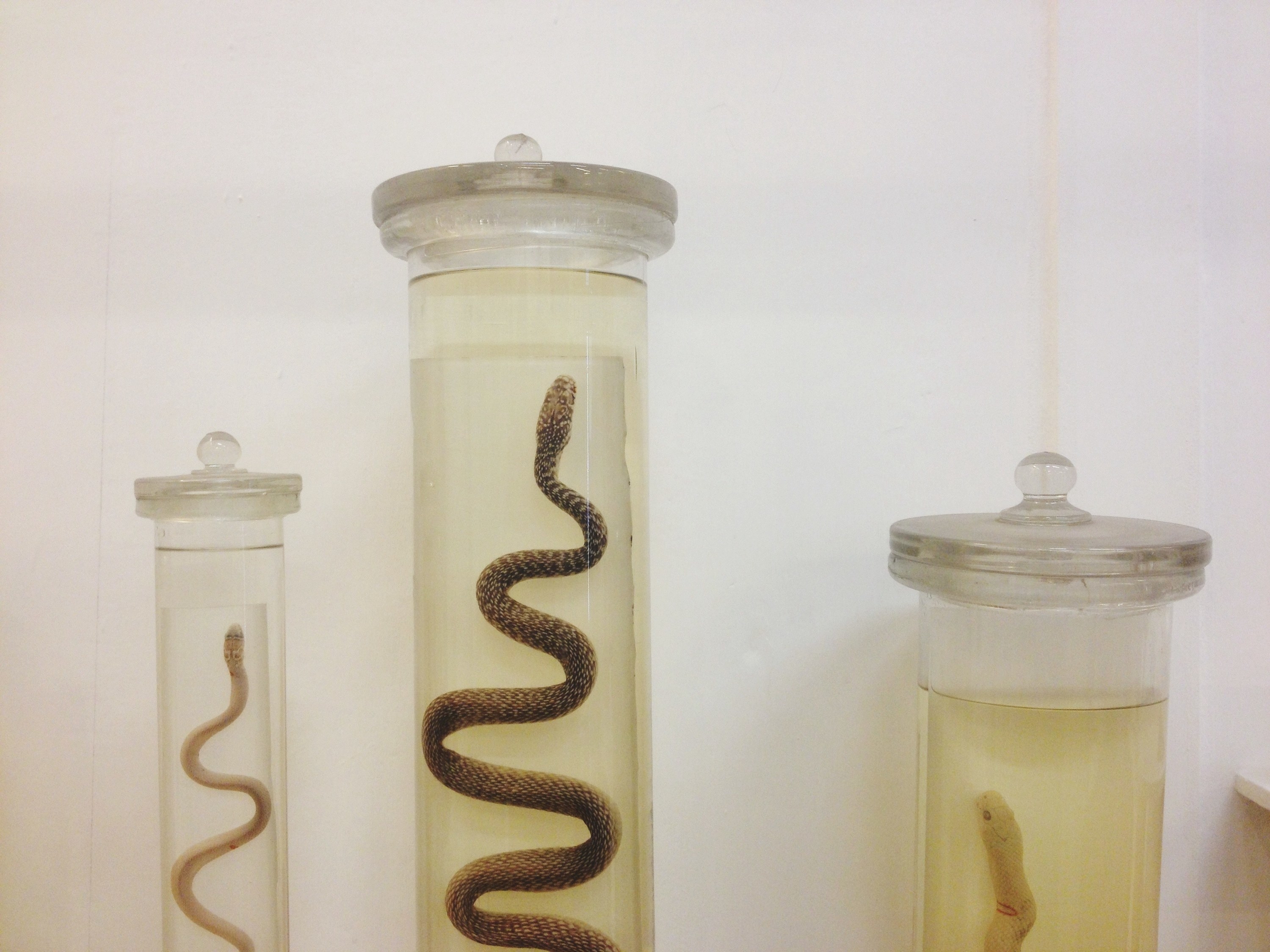 Three snakes in three glass jars