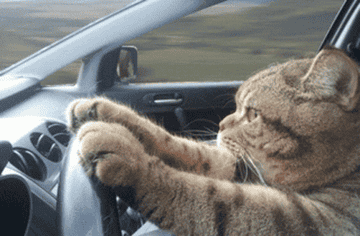Cat driving seriously