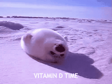 A polar bear basking in the sun