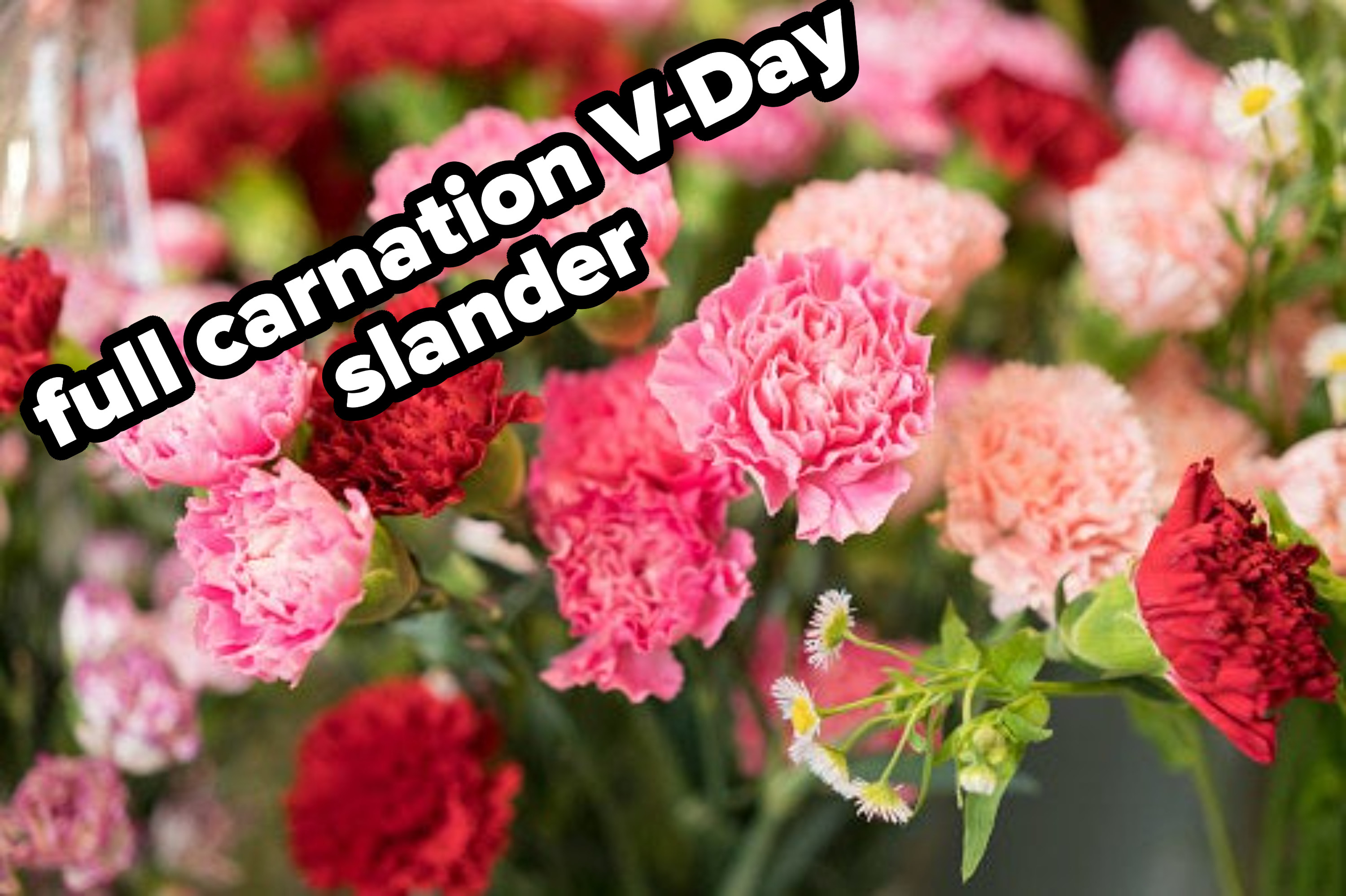 a bouquet of carnations with &quot;full carnation V-Day slander&quot; written over it