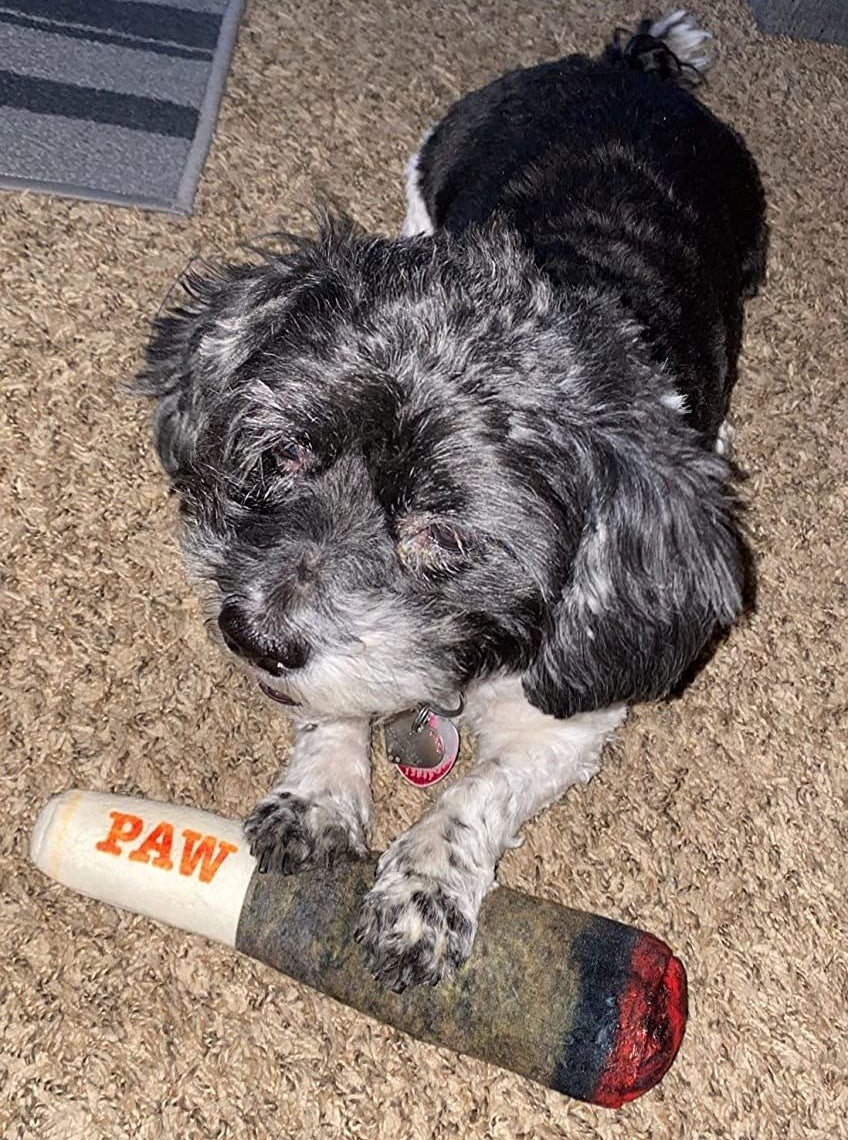 reviewer image of a small dog with the doobie squeak toy