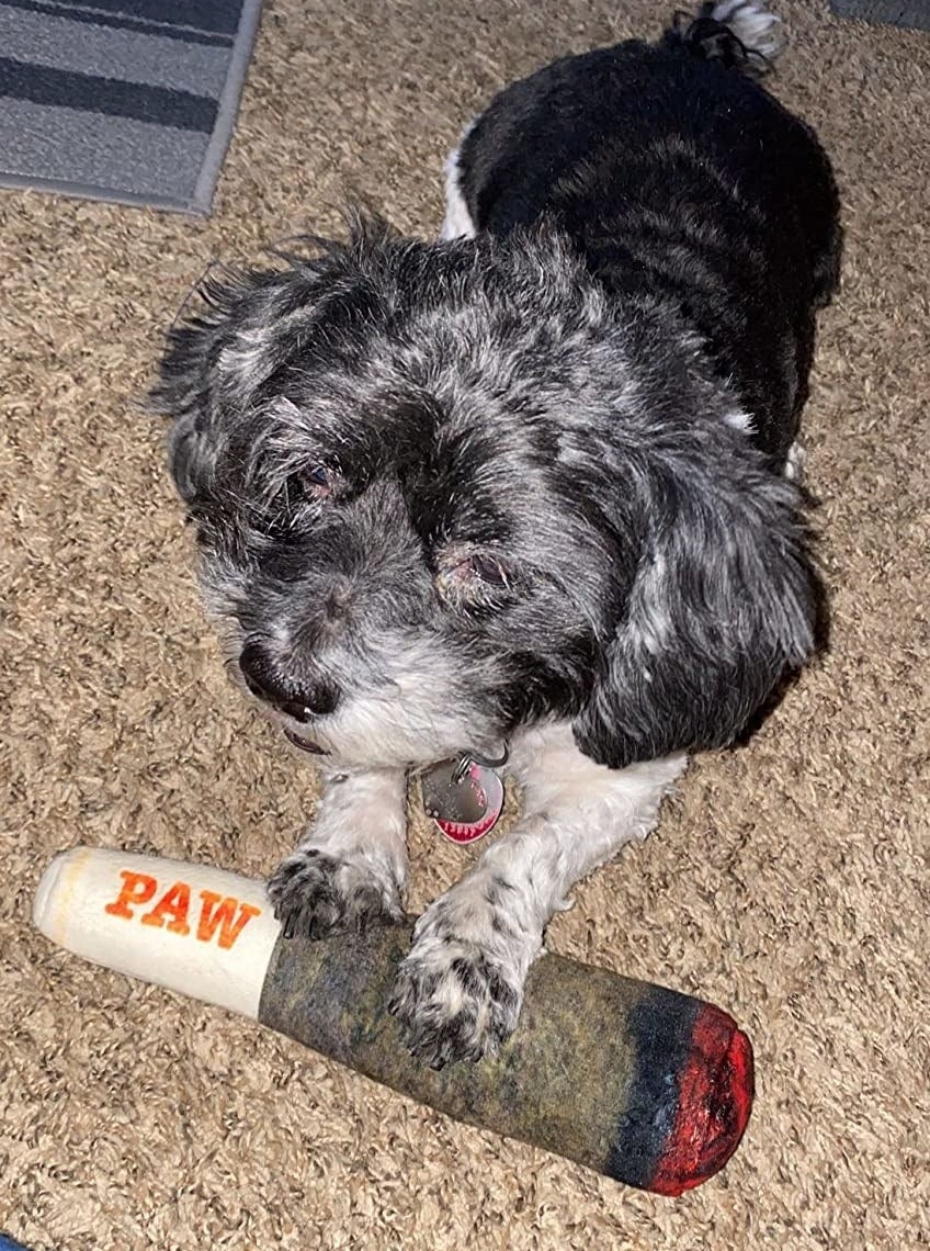 reviewer image of a small dog with the doobie squeak toy