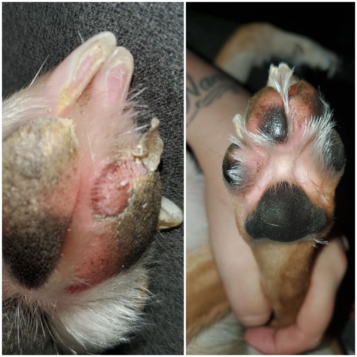 before and after images of a dog's cracked paw healing over time