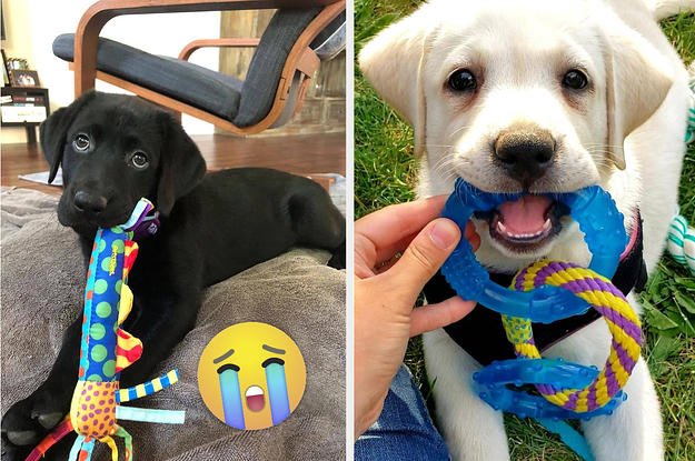 27 Puppy Toys That Will Make Your Fur Baby The Happiest In
The World
