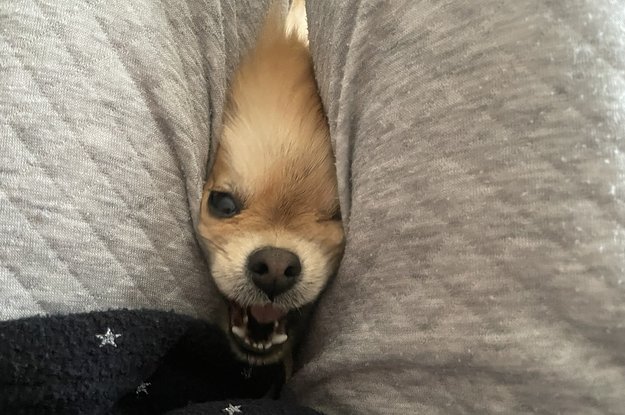 アニマル Buzzfeed アニマル Buzzfeed