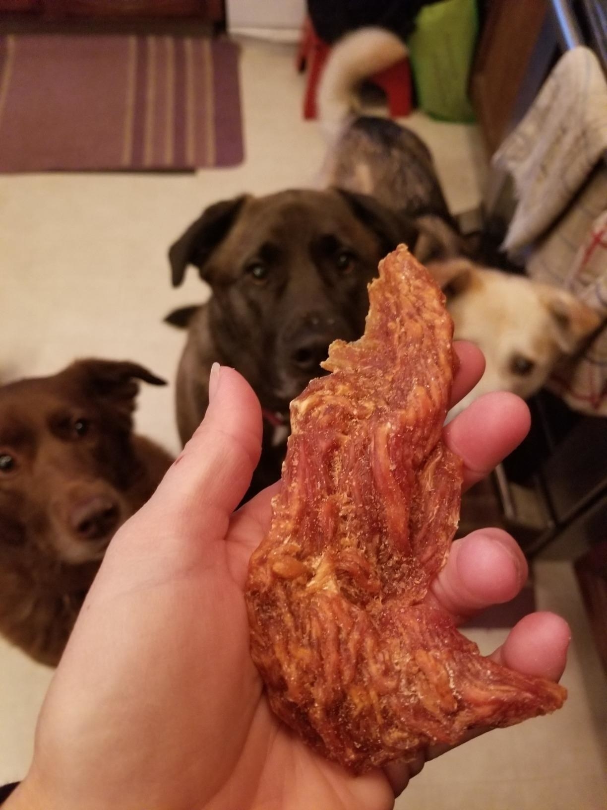 image of reviewer holding big piece of chicken jerky up to three eager dogs