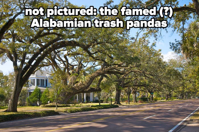 a picture of a shady street in Alabama, with caption: not pictured, the famed (?) Alabamian trash pandas