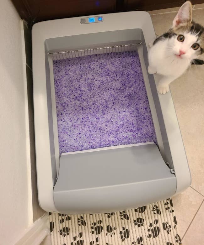 top down photo of the box showing the purple crystal litter inside and a kitten standing on the side