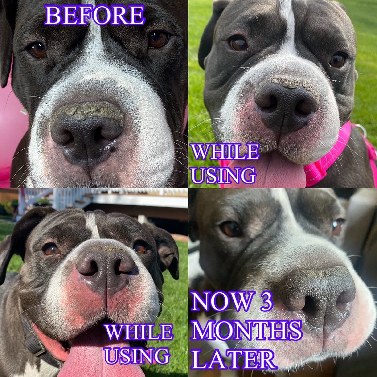 from top left to bottom right: progression picture of dog's nose with crusty dry spots versus mostly-cleared up skin after three months of use