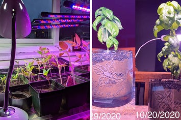 left: reviewer photo of gooseneck grow lights above seedlings. right: reviewer before and after of a plant growing with the help of a grow light