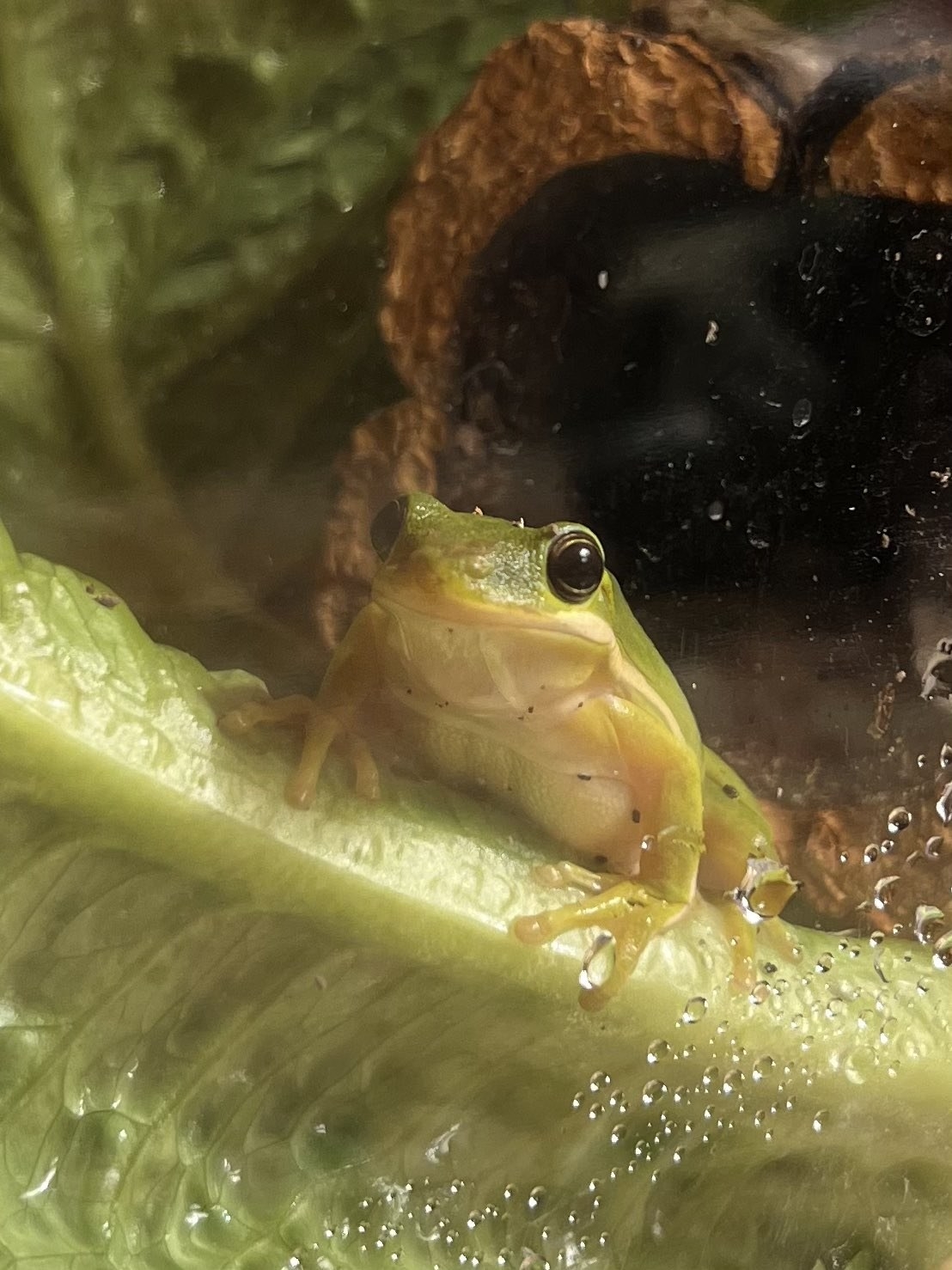 A closeup of Tony chilling on a piece of lettuce