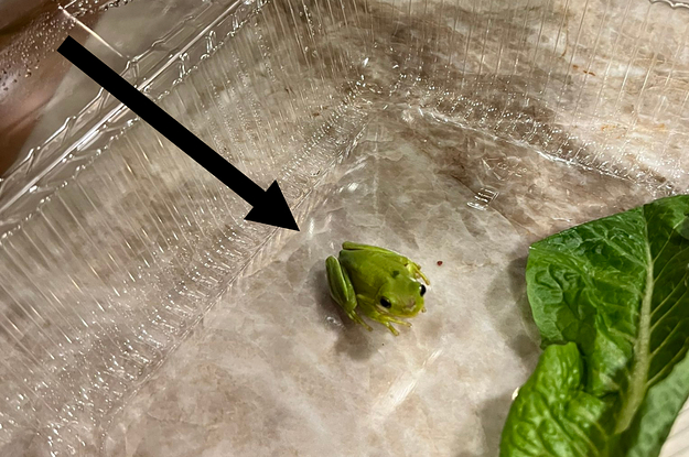 A Man Found A Live Frog In His Boxed Lettuce, And Instead Of, Like, Suing The Company, He Decided To Roll With It And Keep The Little Guy As A Pet