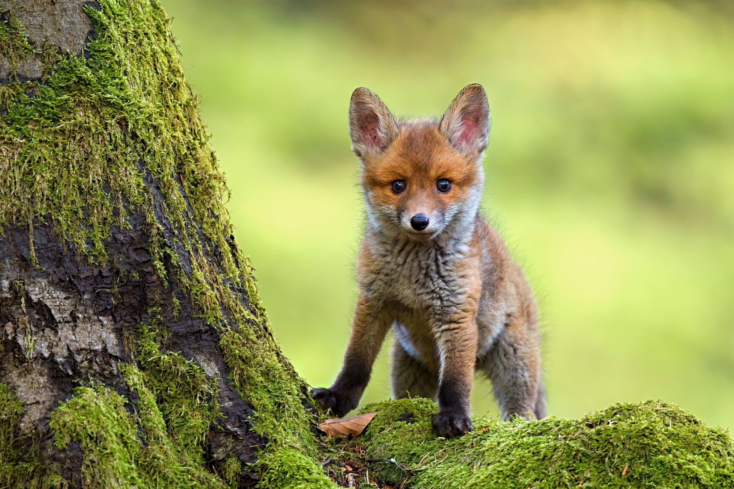 Tiny fox standing on a tree root