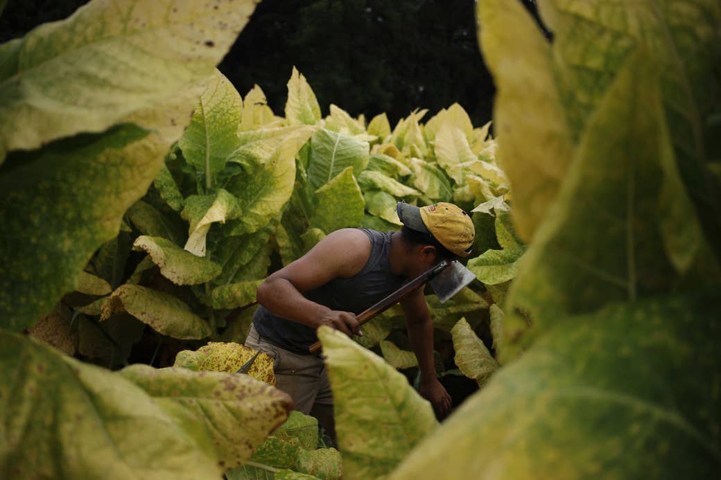 a man with a tool in a tobacco field leans over with his face obscured