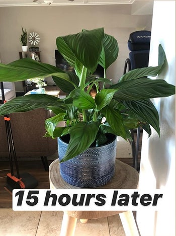 same reviewer showing their plant happy and healthy again