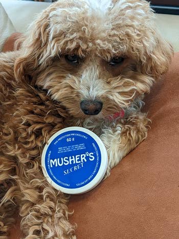 reviewer's dog holding up musher's secret dog paw wax