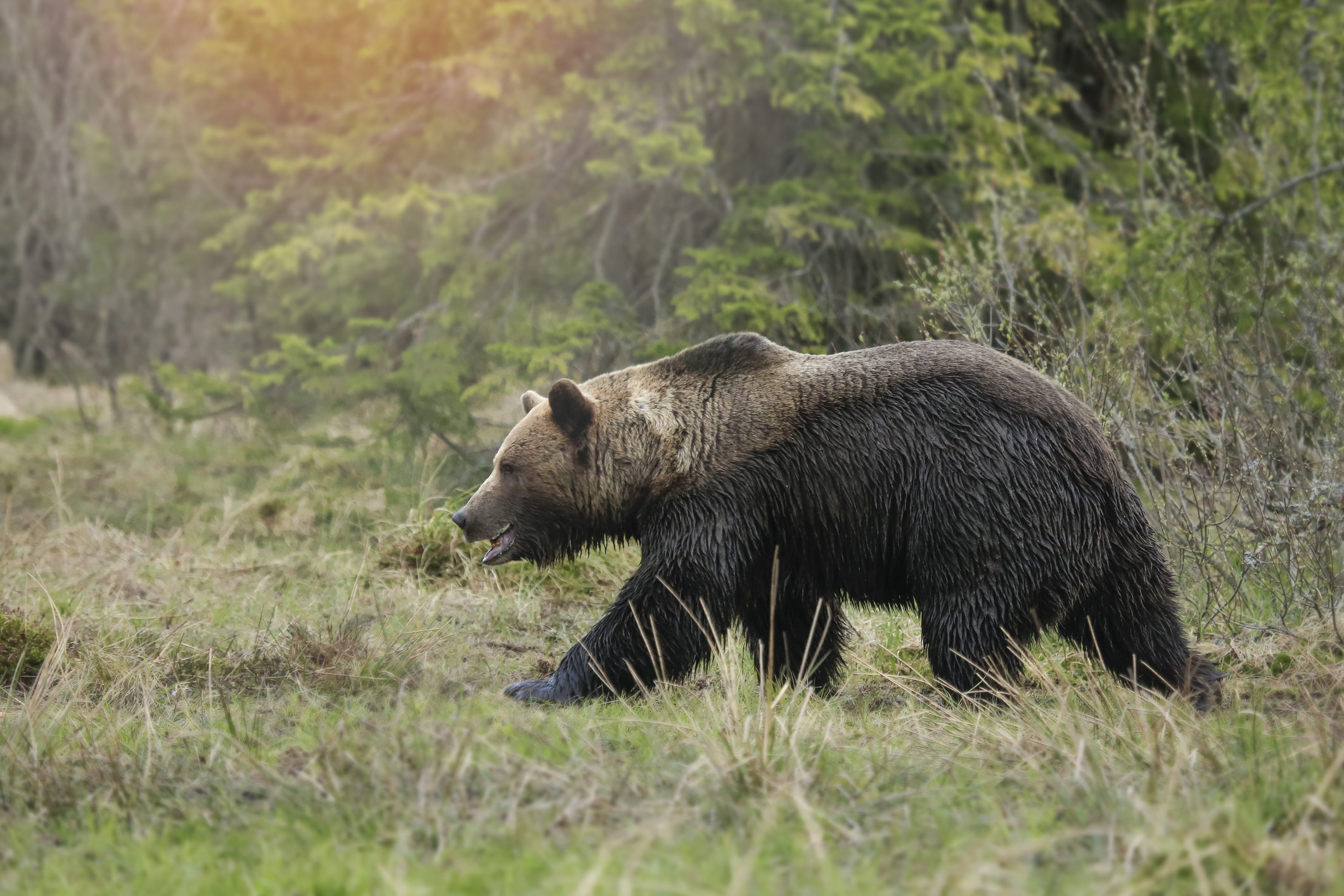 Wildlife brown bear in green forest