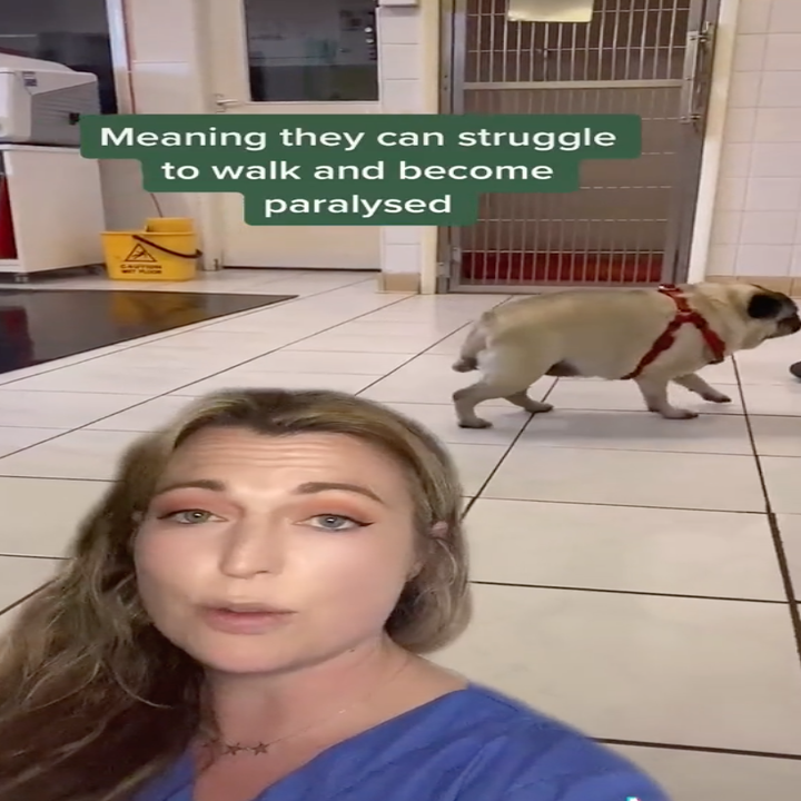 TikTok Vets Exposes Pets People Think Are Cute, But Are Not