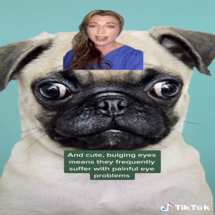 TikTok Vets Exposes Pets People Think Are Cute, But Are Not
