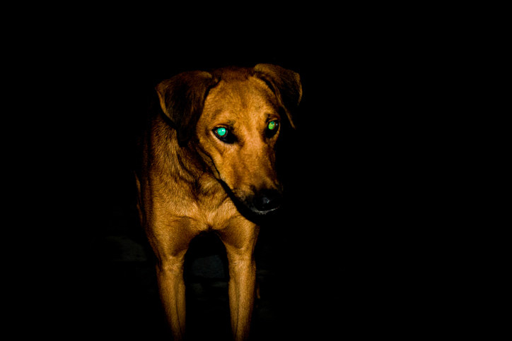 A brown dog with eyes that appear to glow from the light&#x27;s reflection