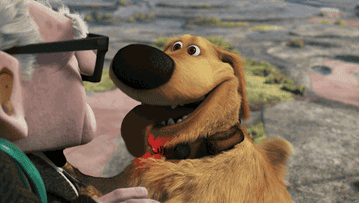 doug the dog panting and then looking alert in &quot;up!&quot;