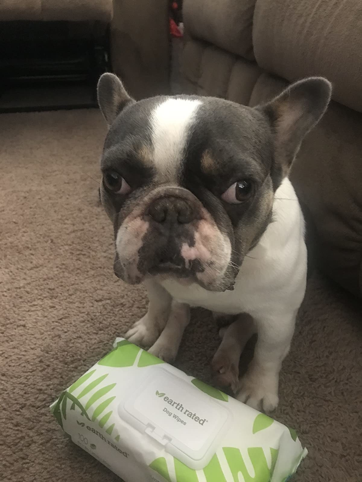 reviewer&#x27;s dog sitting near the earth rated dog wipes
