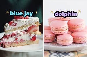 On the left, a slice of strawberries and cream layer cake labeled blue jay, and on the right, some strawberry macarons on a plate labeled dolphin
