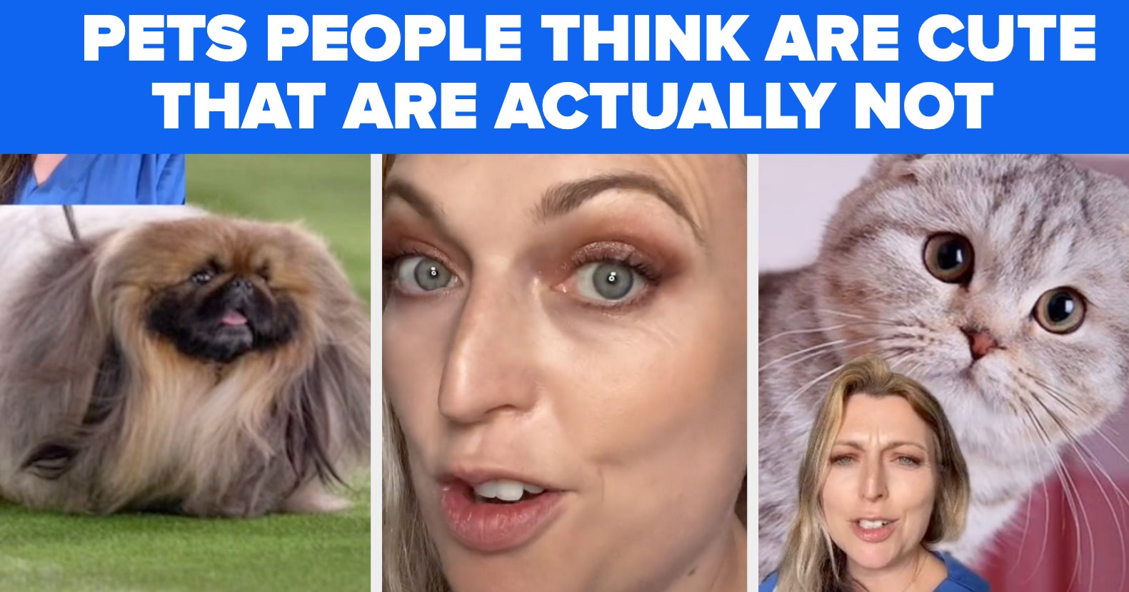 TikTok Vets Exposes Pets People Think Are Cute, But Are Not