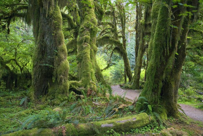 A rainforest with trees covered in moss