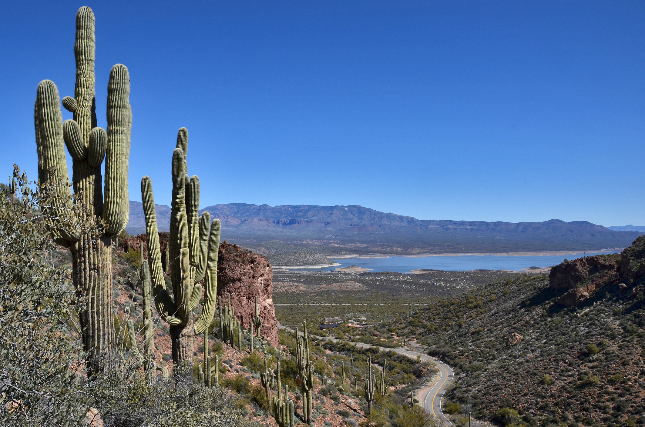 A landscape with cacti