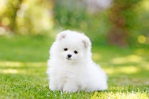 Small white dog sitting on grass.