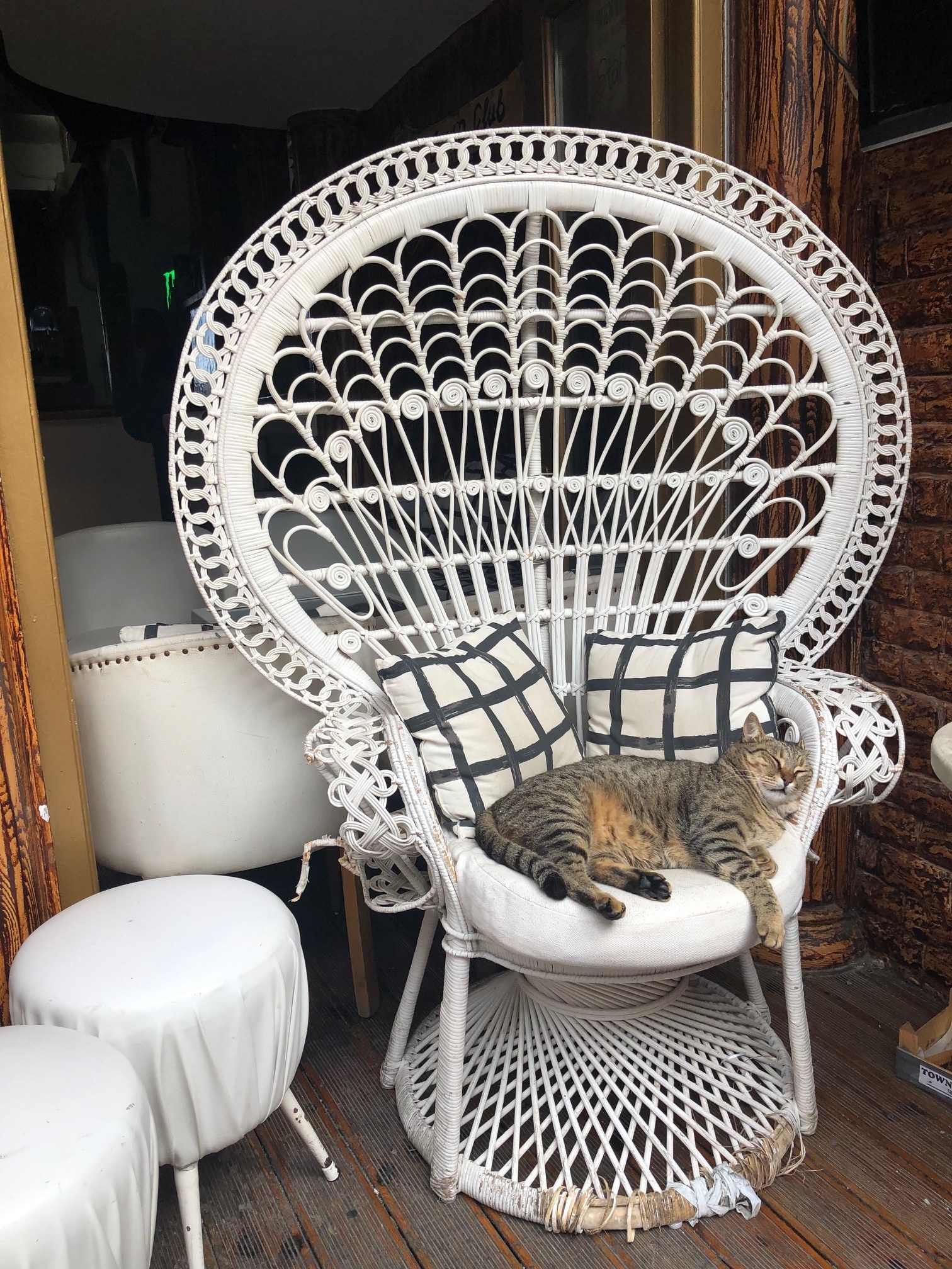Cat sleeping on a peacock chair