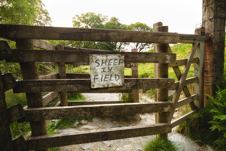 a farm gate that&#x27;s closed to keep the sheep in the field