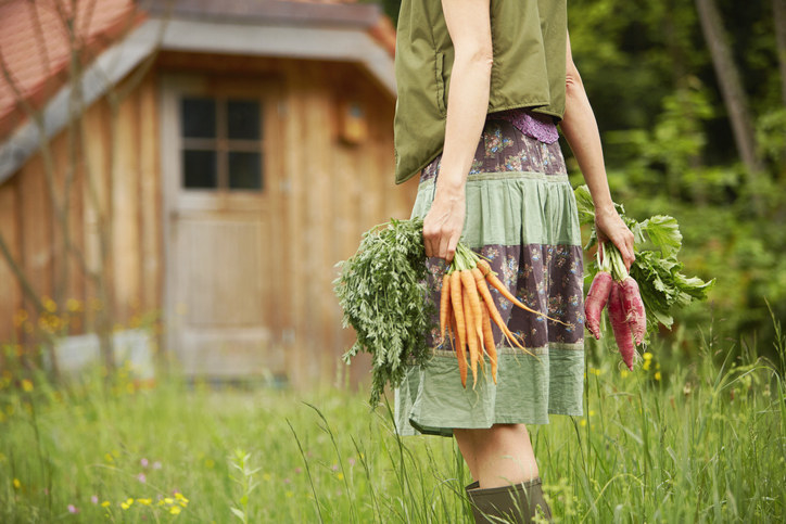 woman harvesting carrots and beets