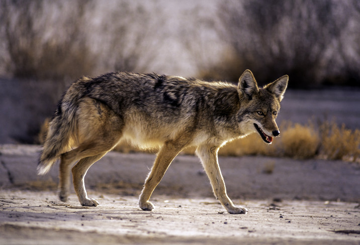 wild coyote