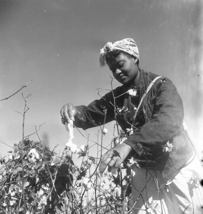 女人摘棉花