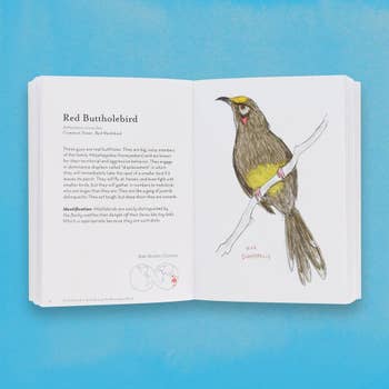 page on the red wattlebird, which the author has dubbed the 