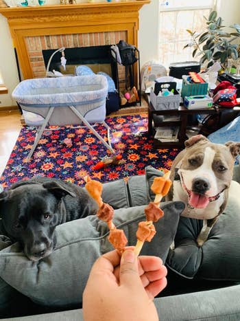 owner giving dogs rawhide kabobs