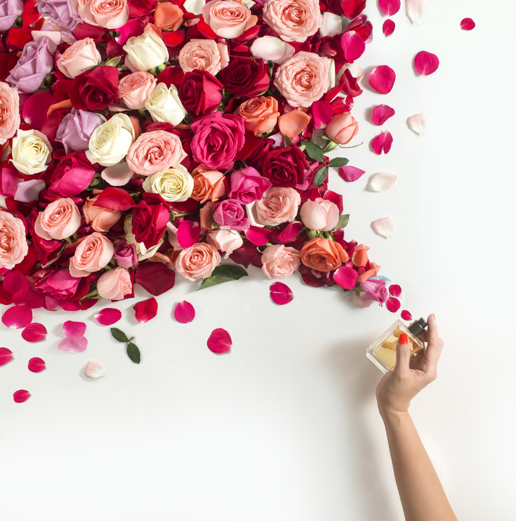 hand spraying perfume into a pile of roses