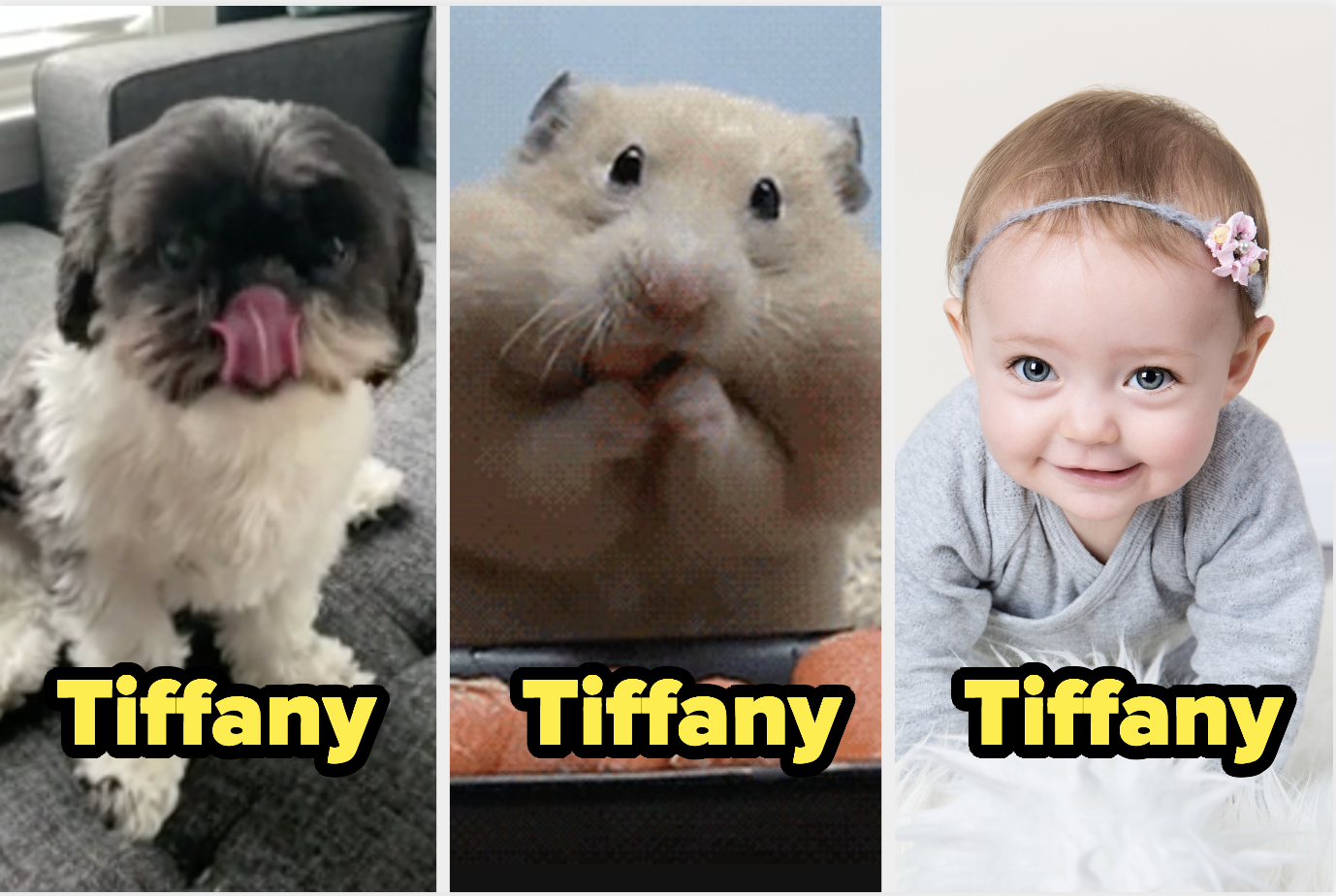 A dog, hamster, and baby all named tiffany